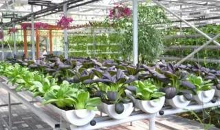 无土栽培营养液 无土栽培营养液