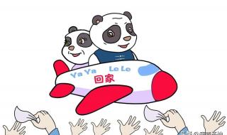 大熊猫丫丫是哪个国家养的 丫丫熊猫怎么回事