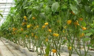 无土栽培营养液 无土栽培营养液