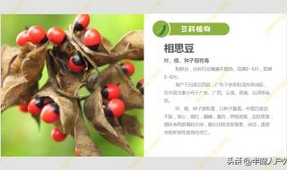 相思豆有毒 相思豆有毒