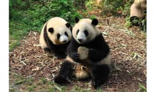 棕色大熊猫被认养 棕色大熊猫被认养